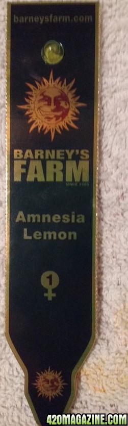 Amnesia Lemon (Barney's Farm)