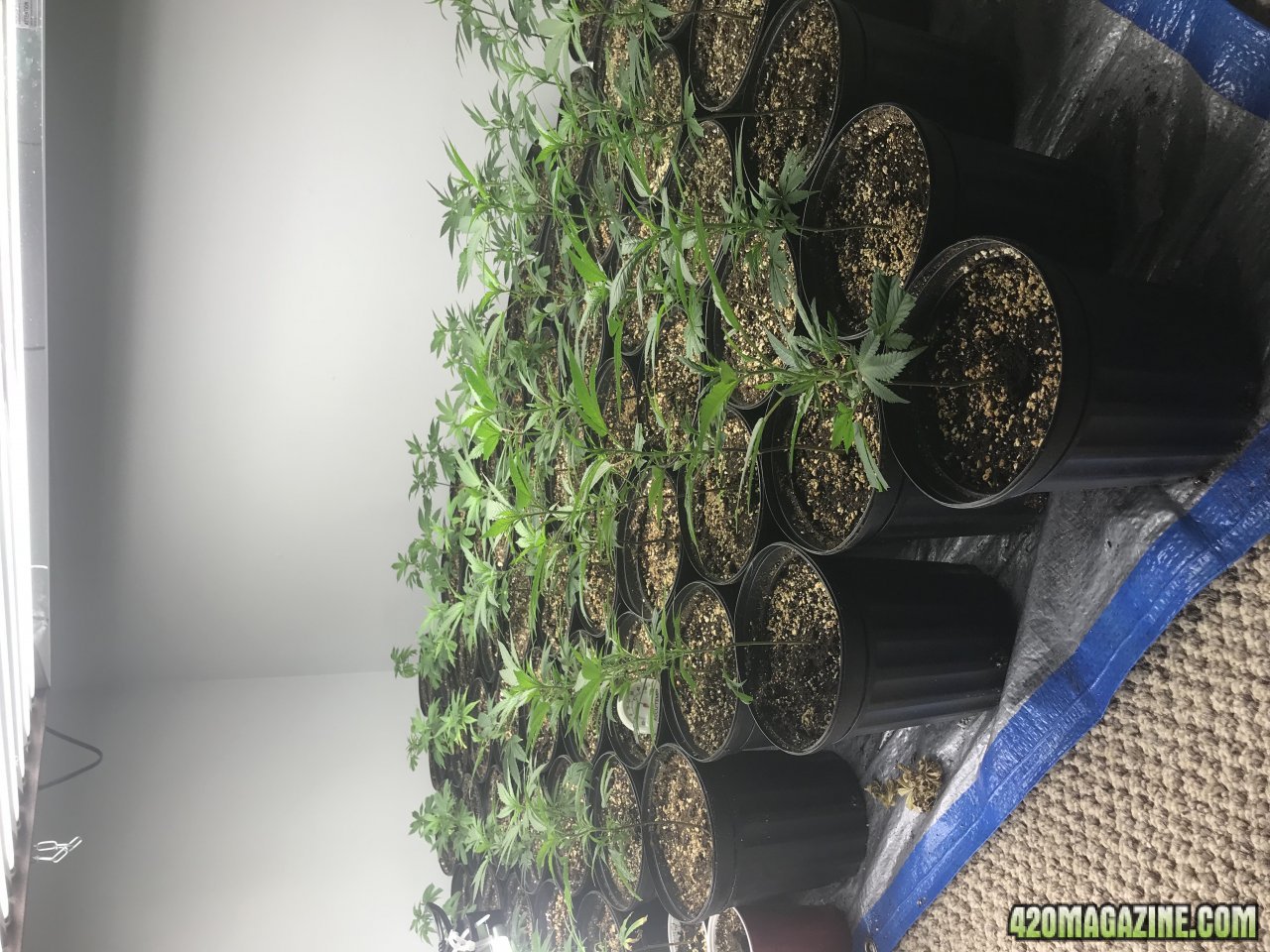 Amnesia lemon clones.jpeg