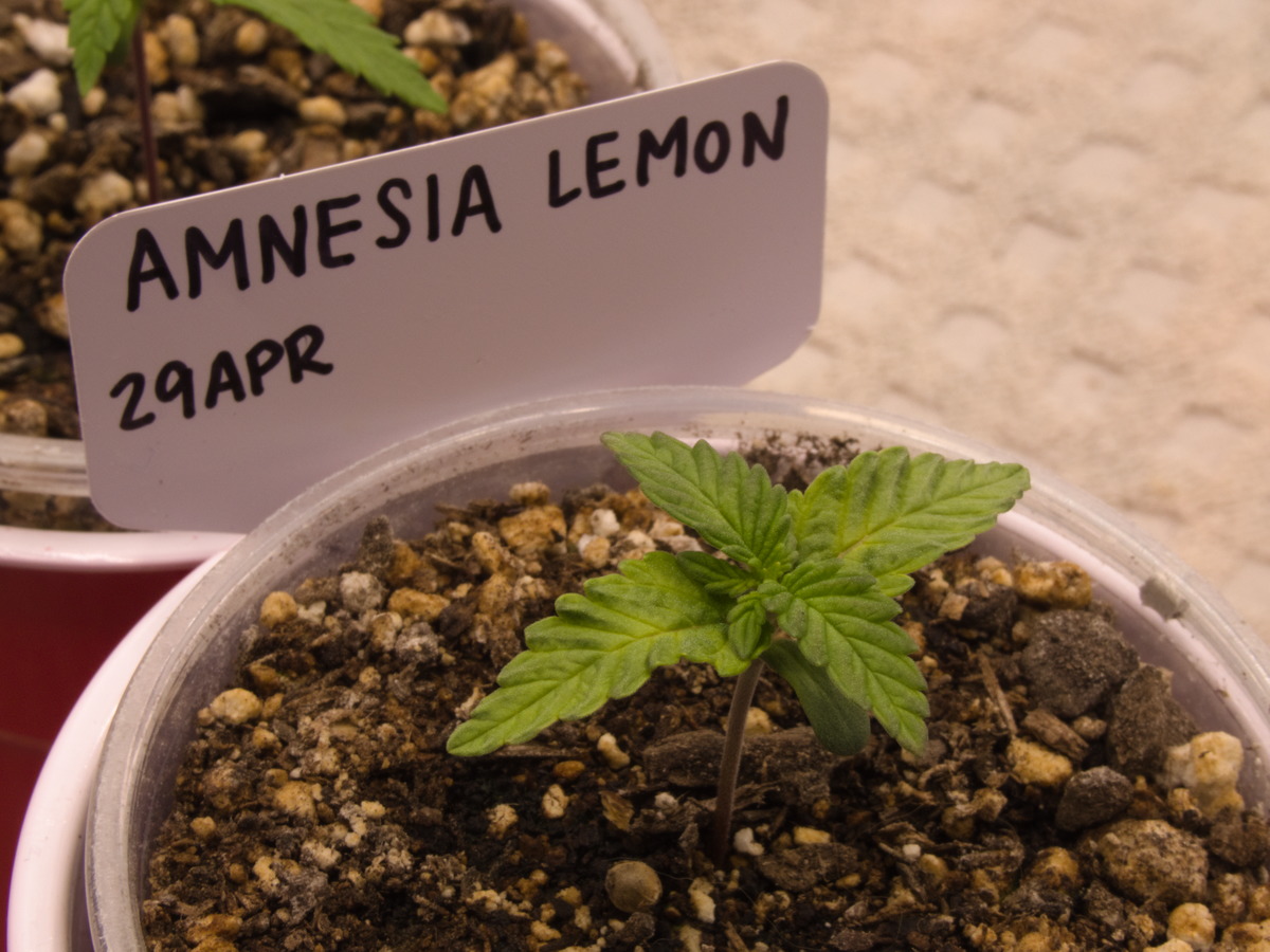 Amnesia Lemon Day 13