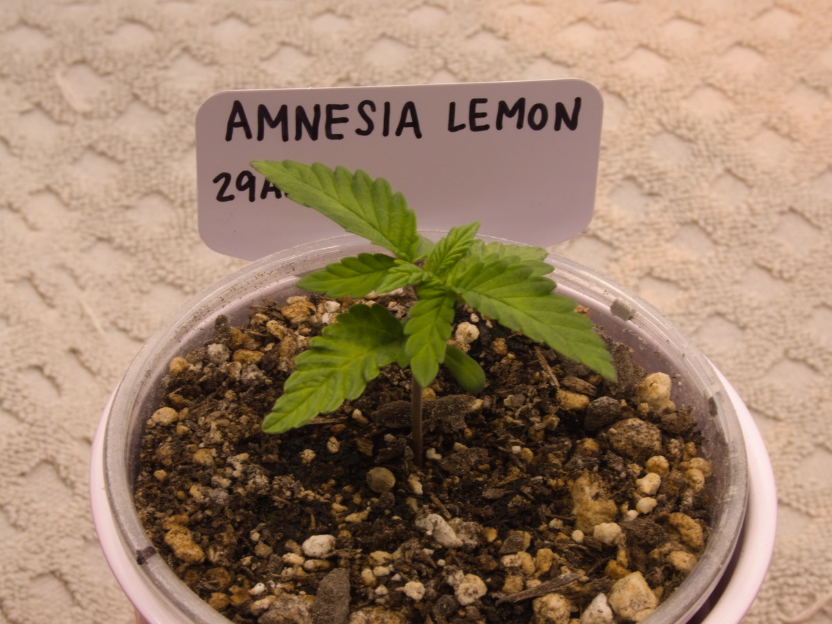 Amnesia Lemon Day 17
