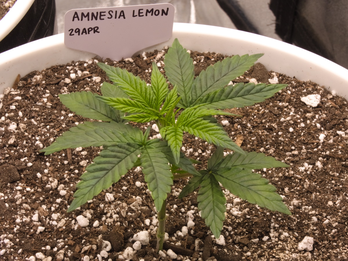 Amnesia Lemon Day 31