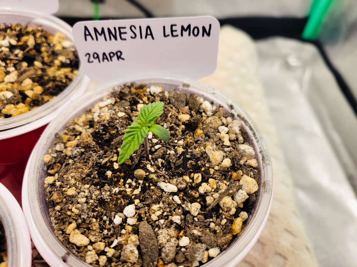 Amnesia Lemon Day 6