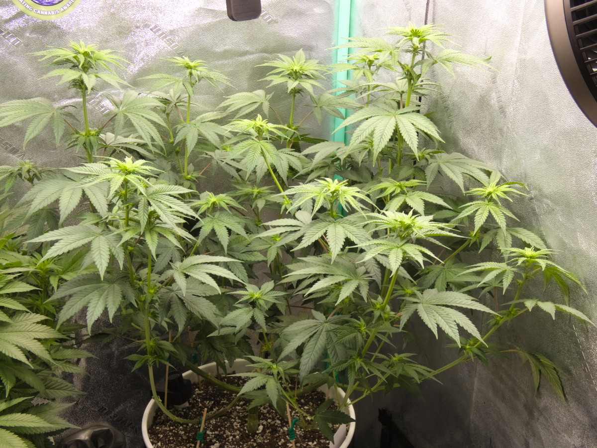 Amnesia Lemon Day 71 - Flower 10