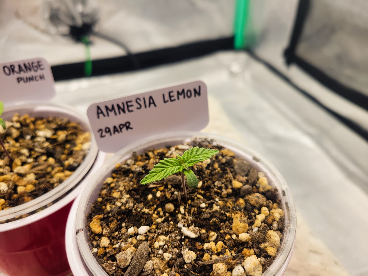 Amnesia Lemon Day 8