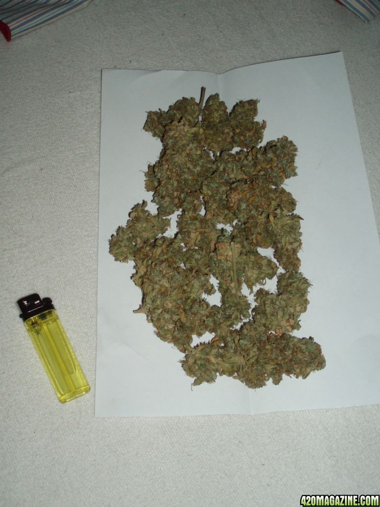 Amnesia Lemon