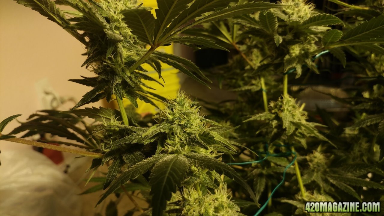 Amnesia OG wk 5 02.jpg