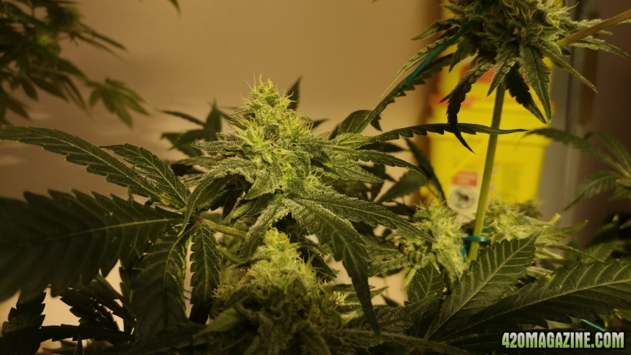 Amnesia OG wk 5 03.jpg