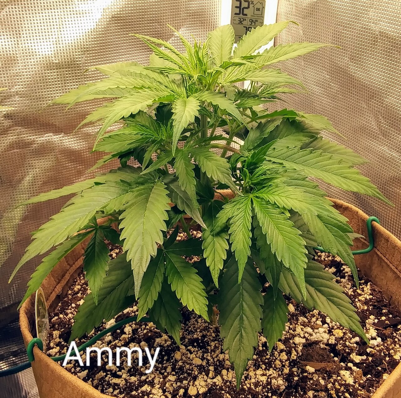 Amnesia Ryder day 33