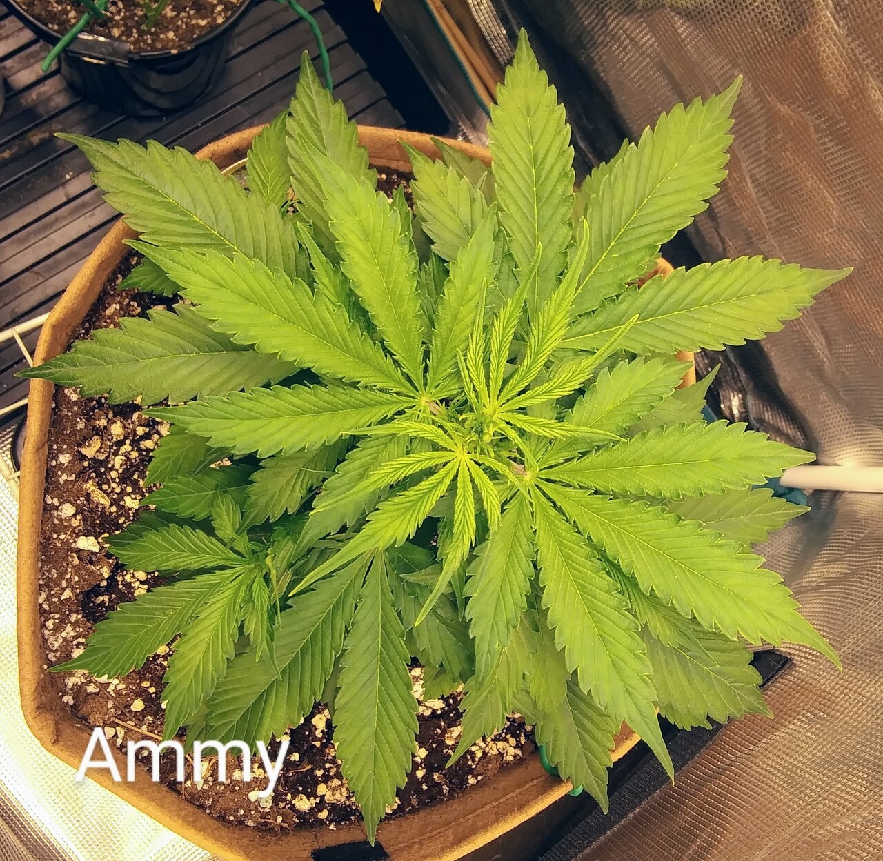 Amnesia Ryder World of Seeds