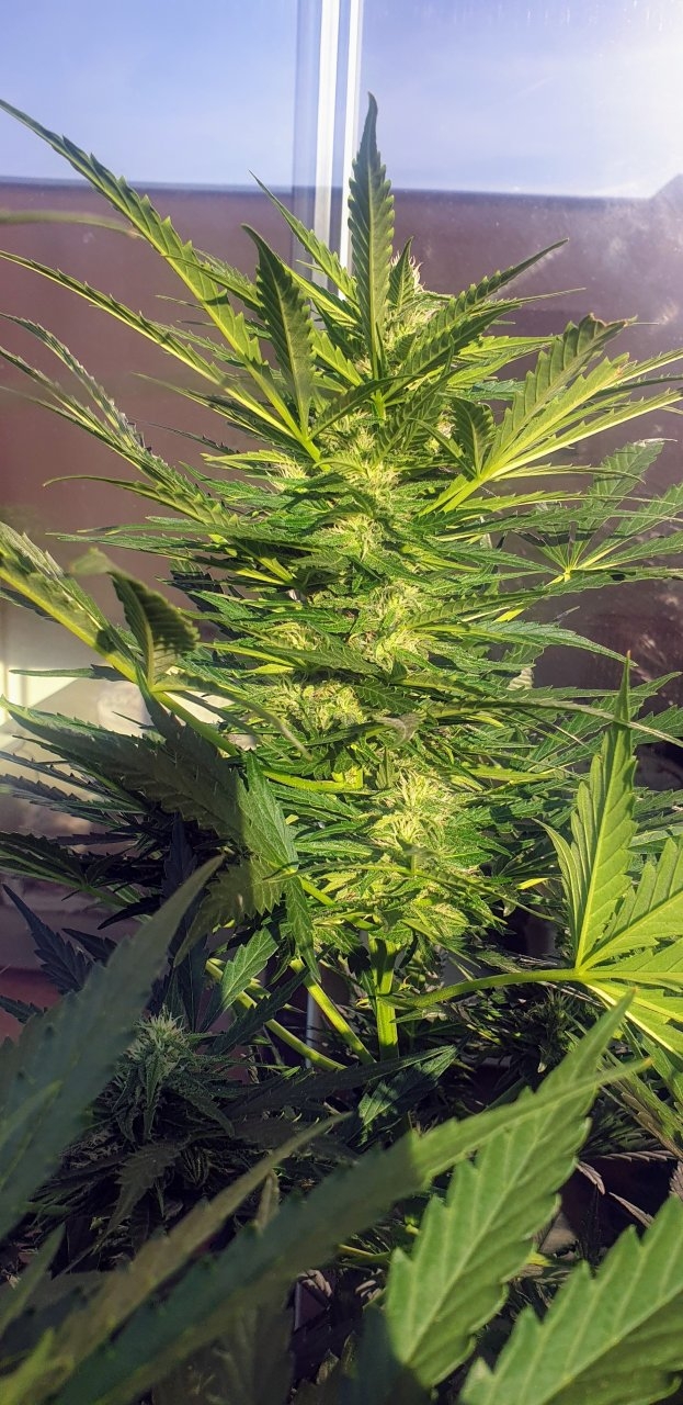 Amnesia XXL auto day 61