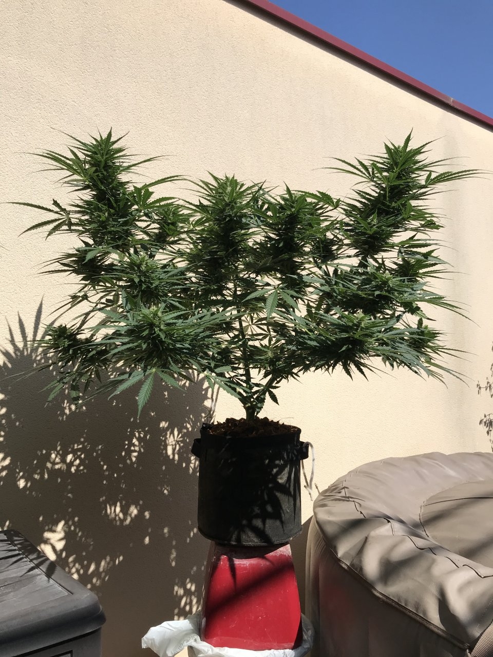 Amnesia XXL auto? day 65