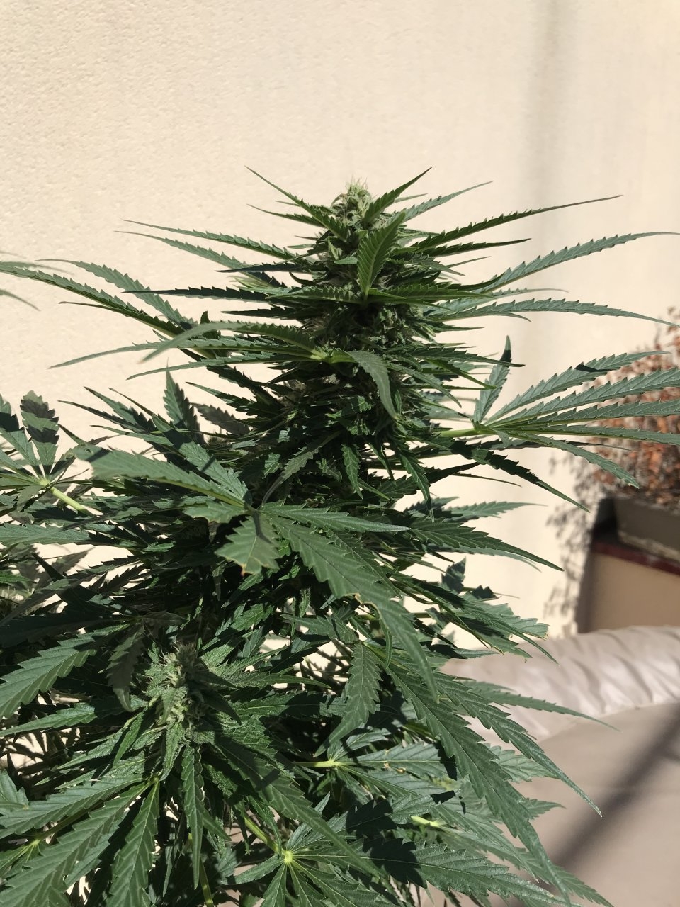 Amnesia XXL auto? day 65