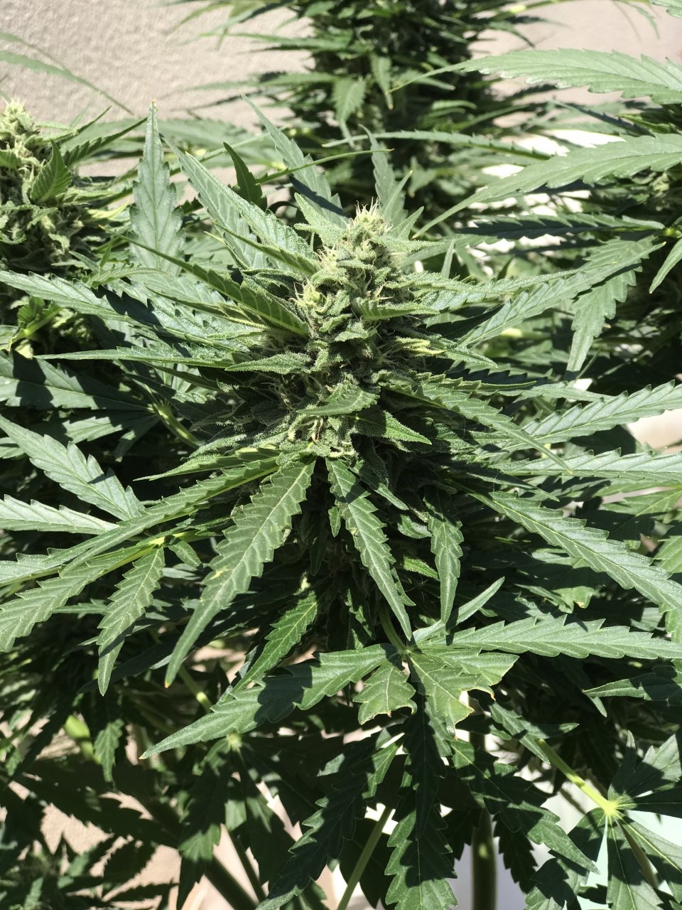 Amnesia XXL auto? Day 68