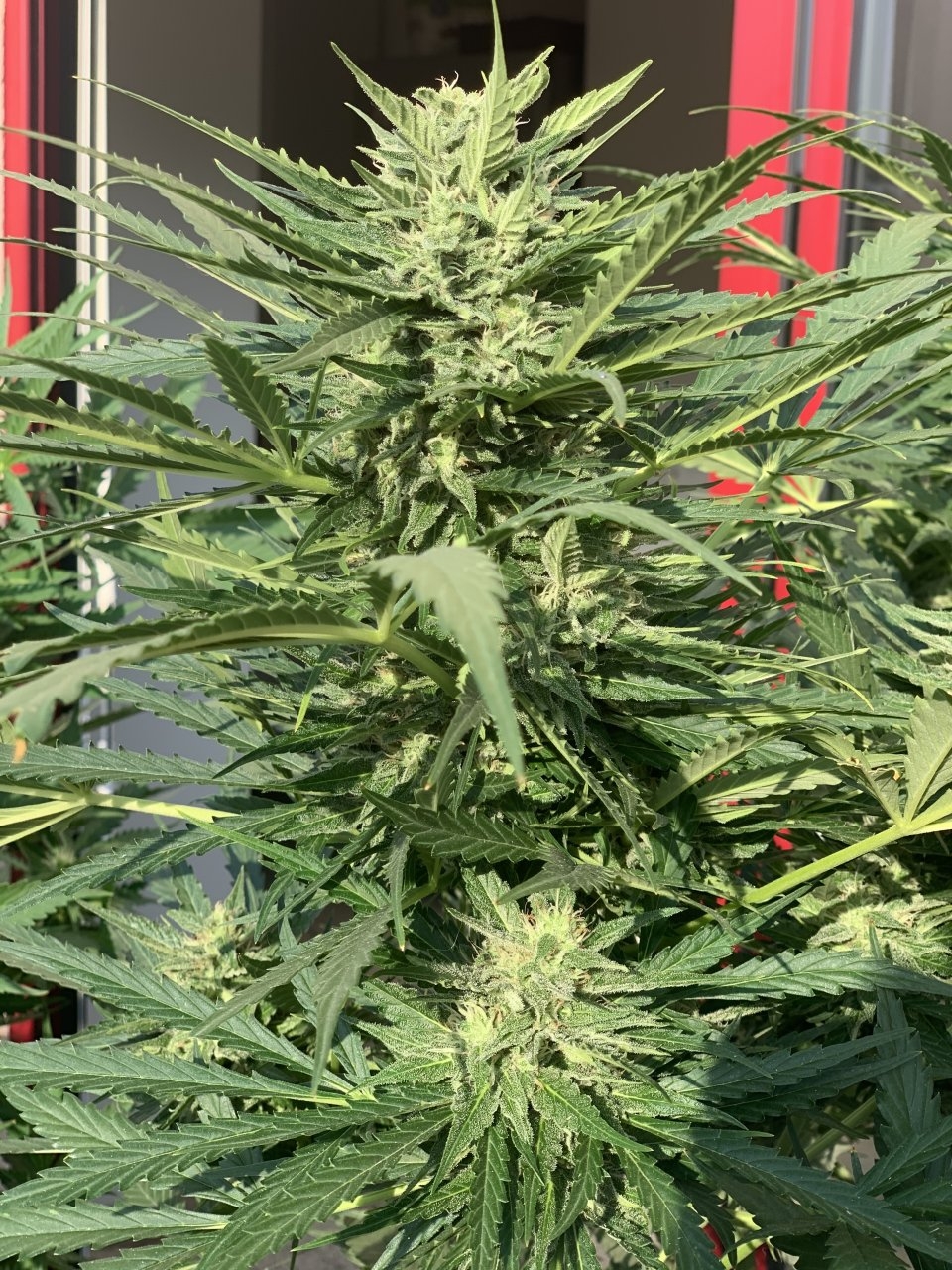 Amnesia XXL auto? Day 69