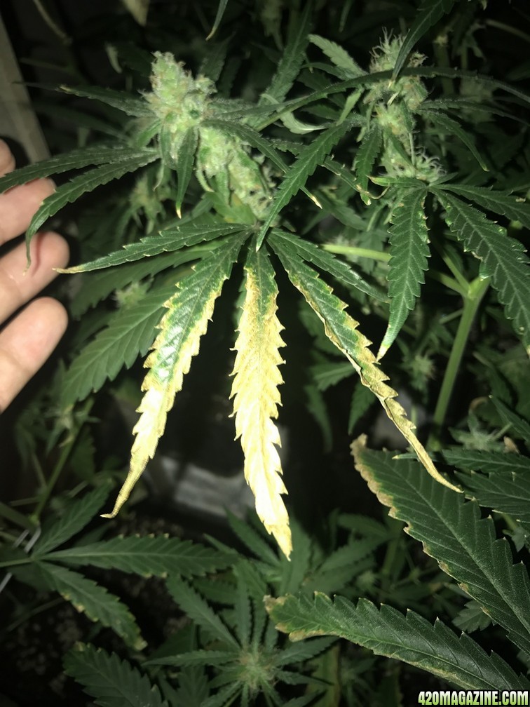 AmnHaze Leaf problem