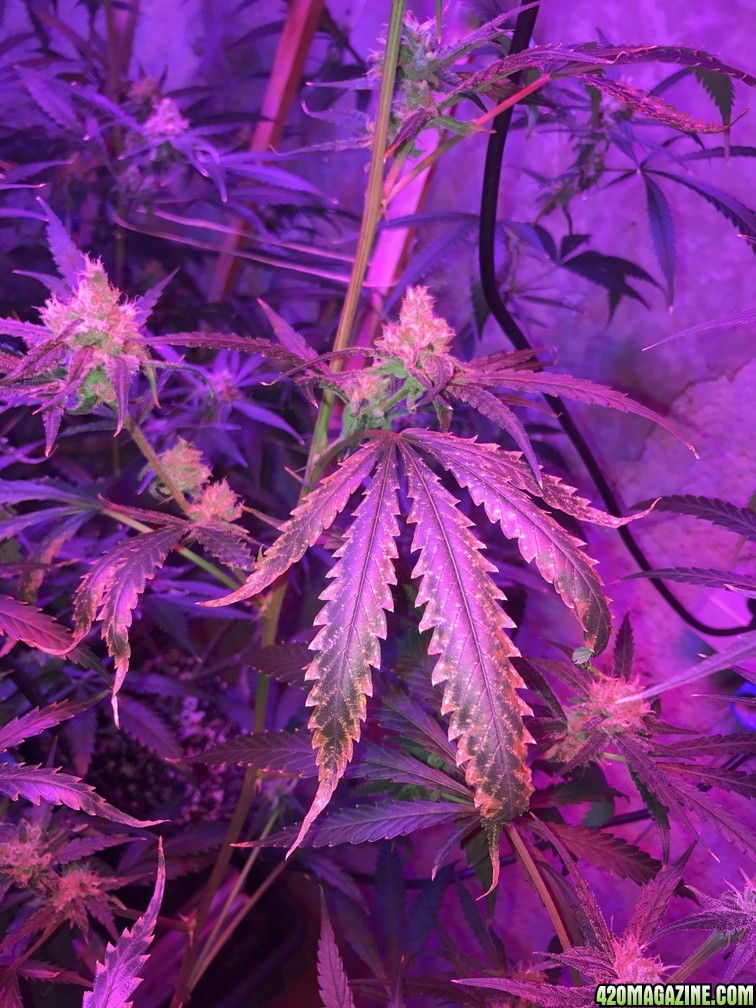 AmnHaze Leaf problem