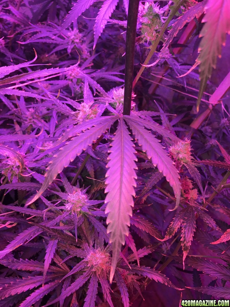 AmnHaze Leaf problem