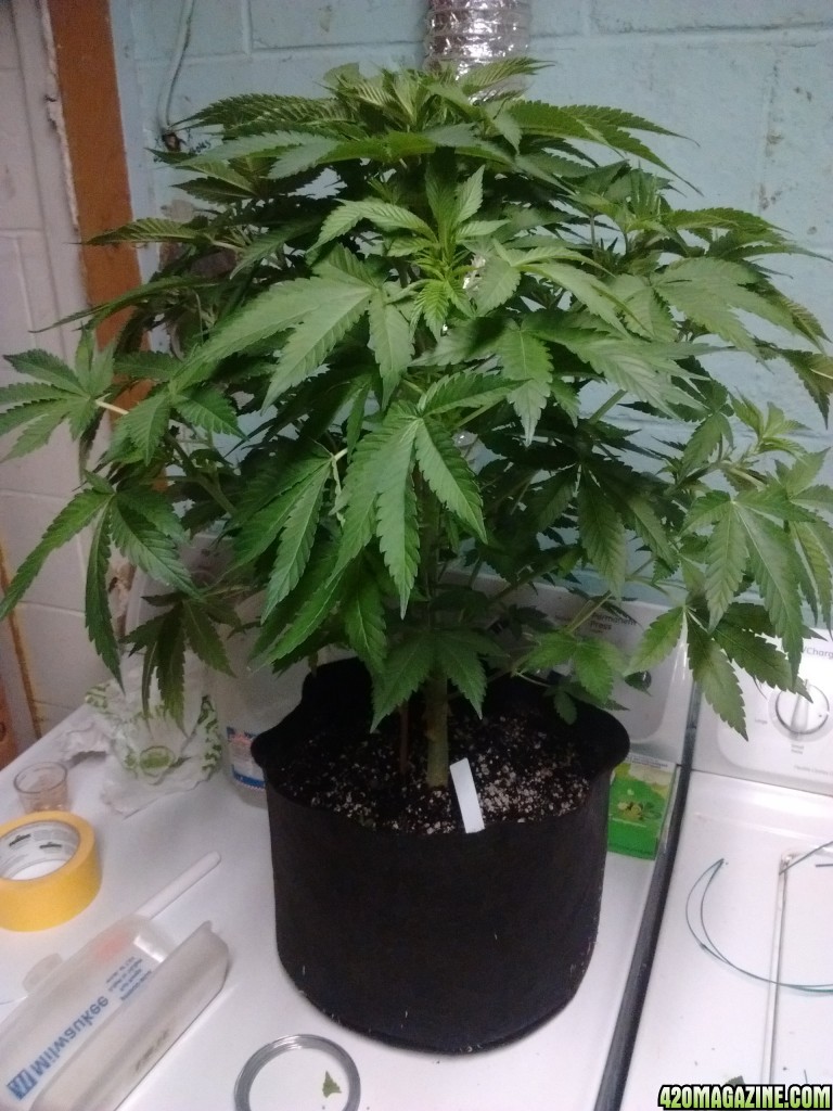 Ams seeds big bud