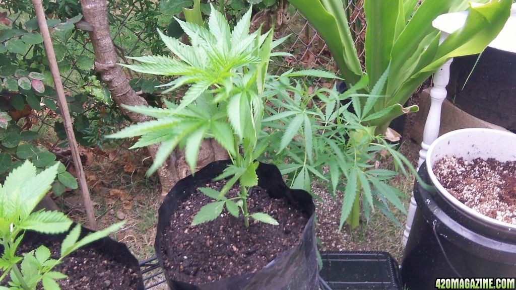 Amsterdam indoor seeds being grown outdoors in Hawaii