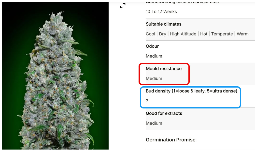 AMXXLA mold profile.jpg