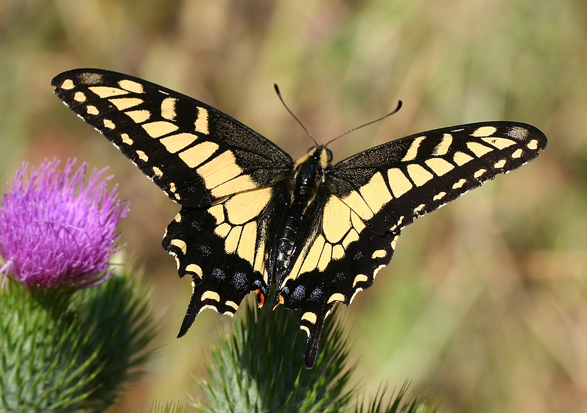 Anise_swallowtail.jpg