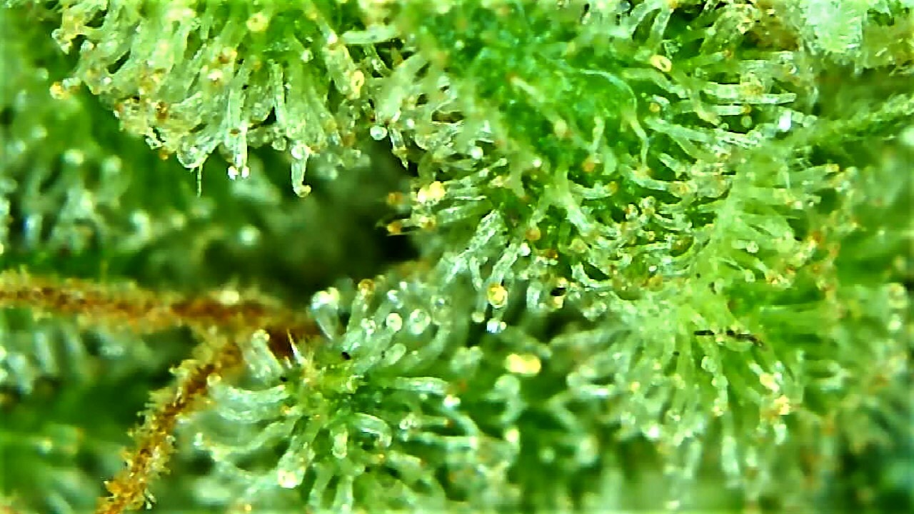 Another amber trichomes shot of Lemon Skunk 1.jpg