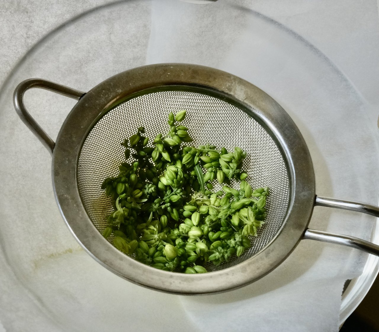 Another lot of Mulanje male pollen balls in the sieve