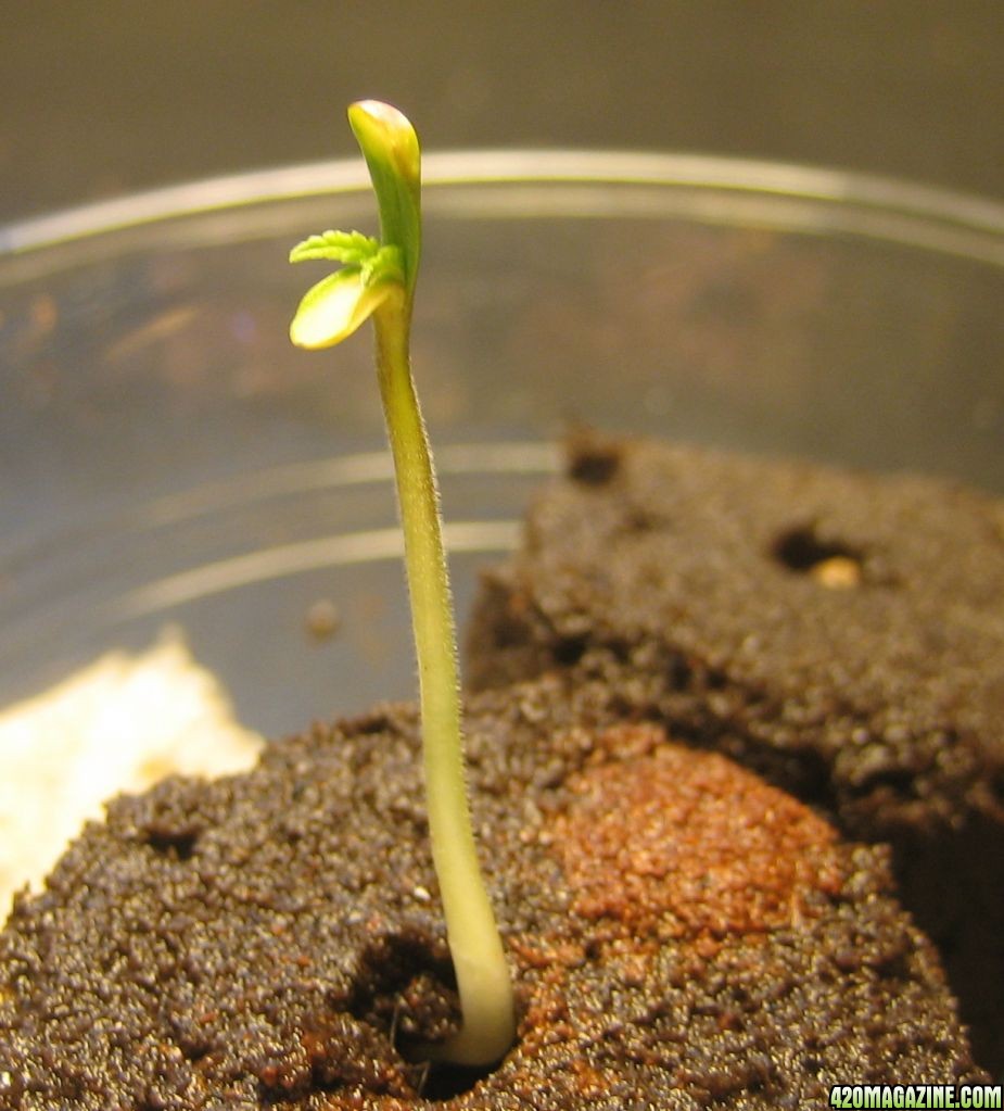 Another pic of later on second day of sprouting