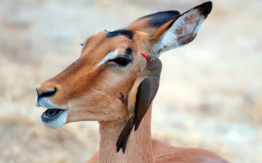 Antelope Oxpecker RSA 14 4 14 b