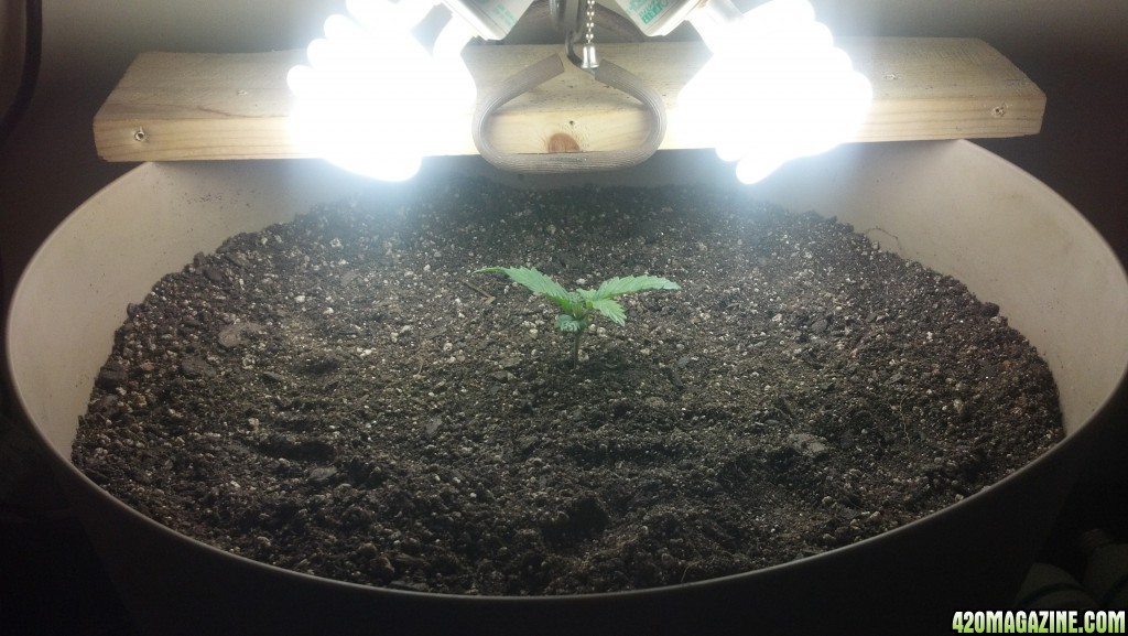 Antics Big Bang LED Grow