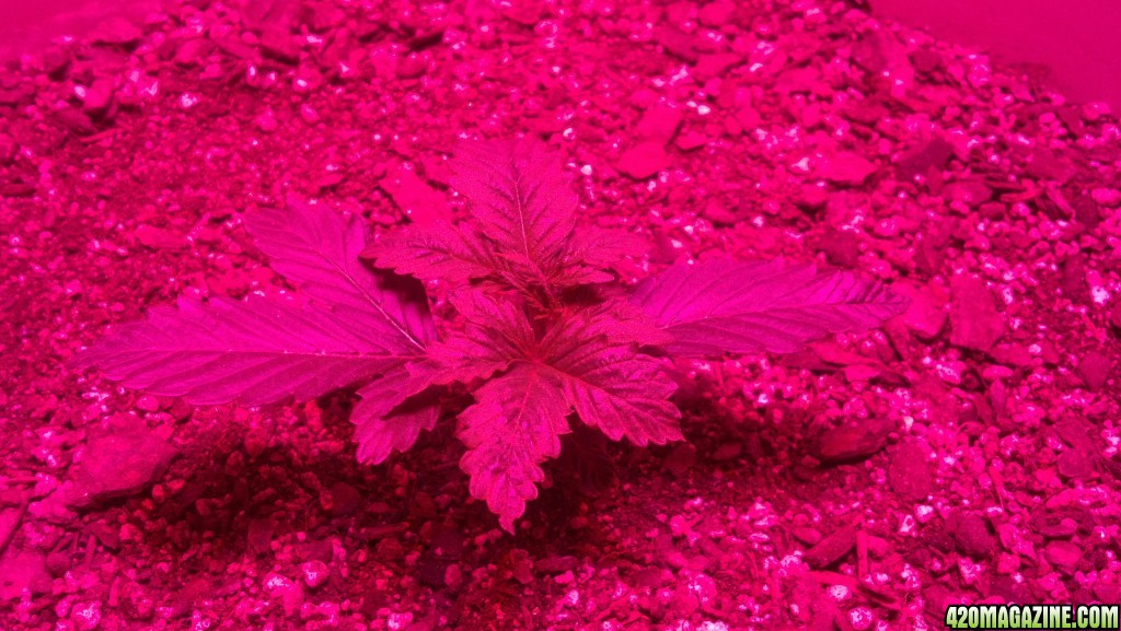 Antics Big Bang LED Grow