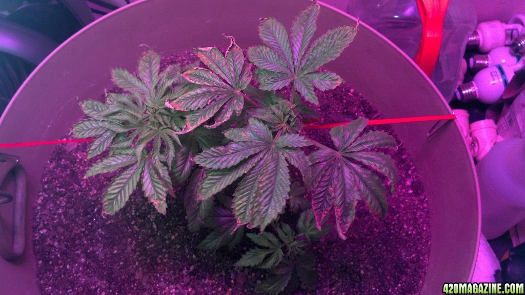 Antics Big Bang LED Grow