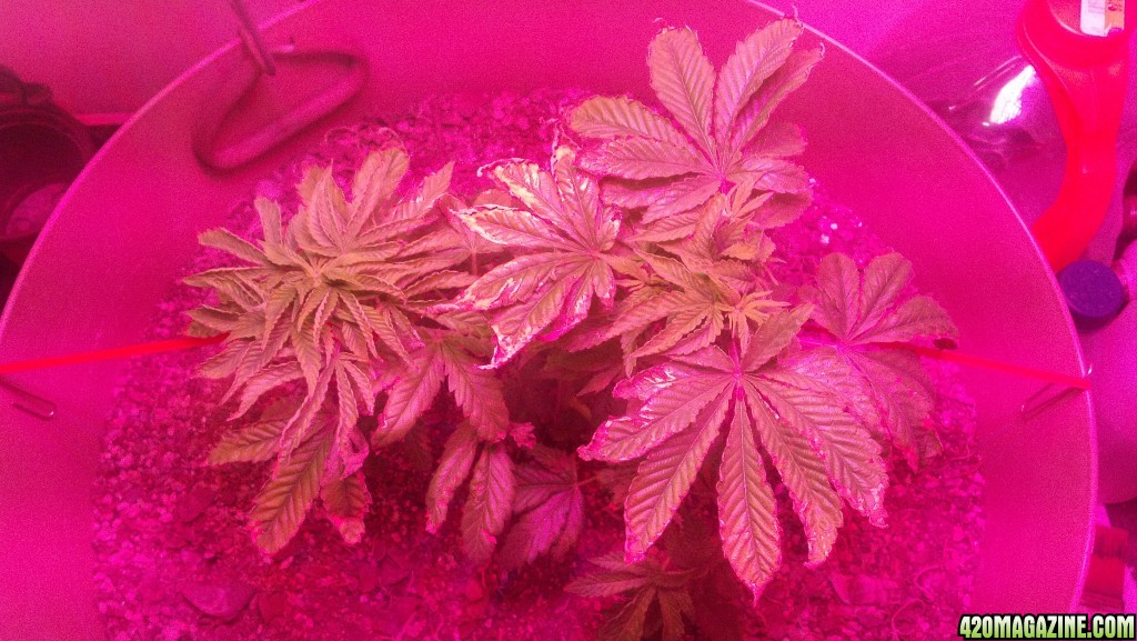 Antics Big Bang LED Grow