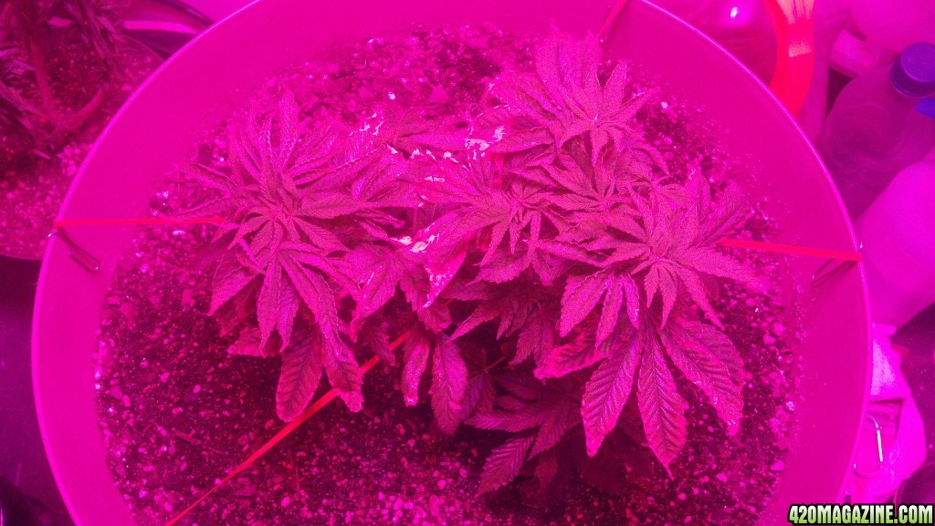 Antics Big Bang LED Grow