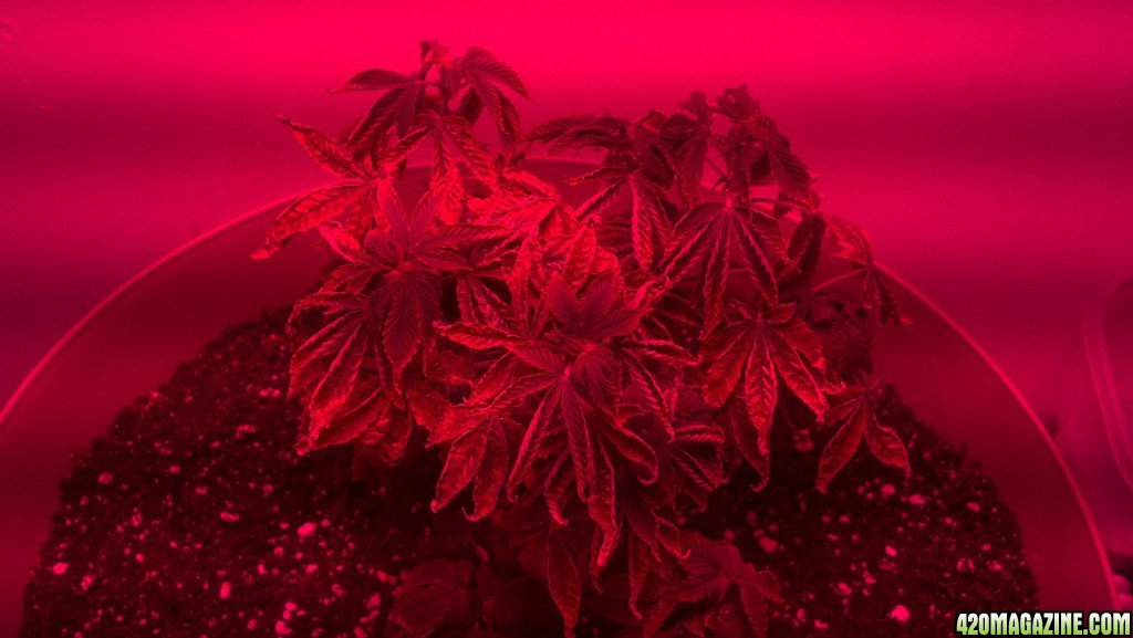 Antics Big Bang LED Grow