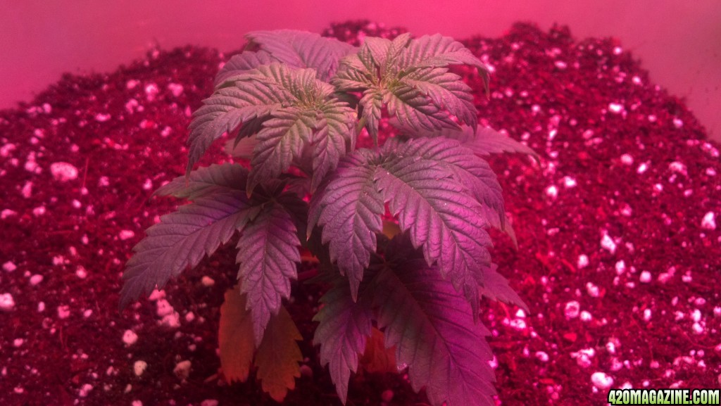 Antics Big Bang LED Grow