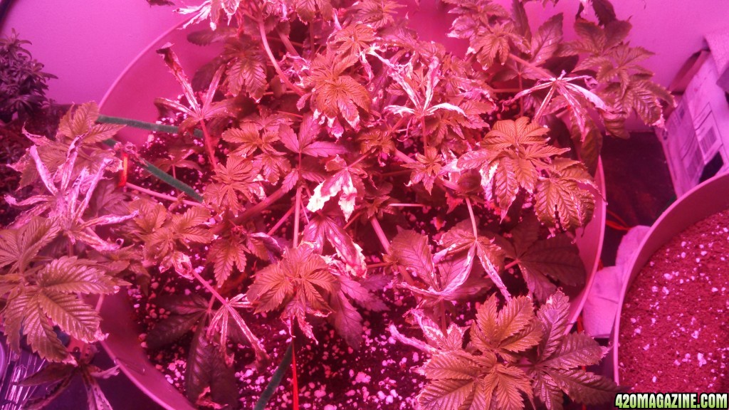 Antics Big Bang LED Grow