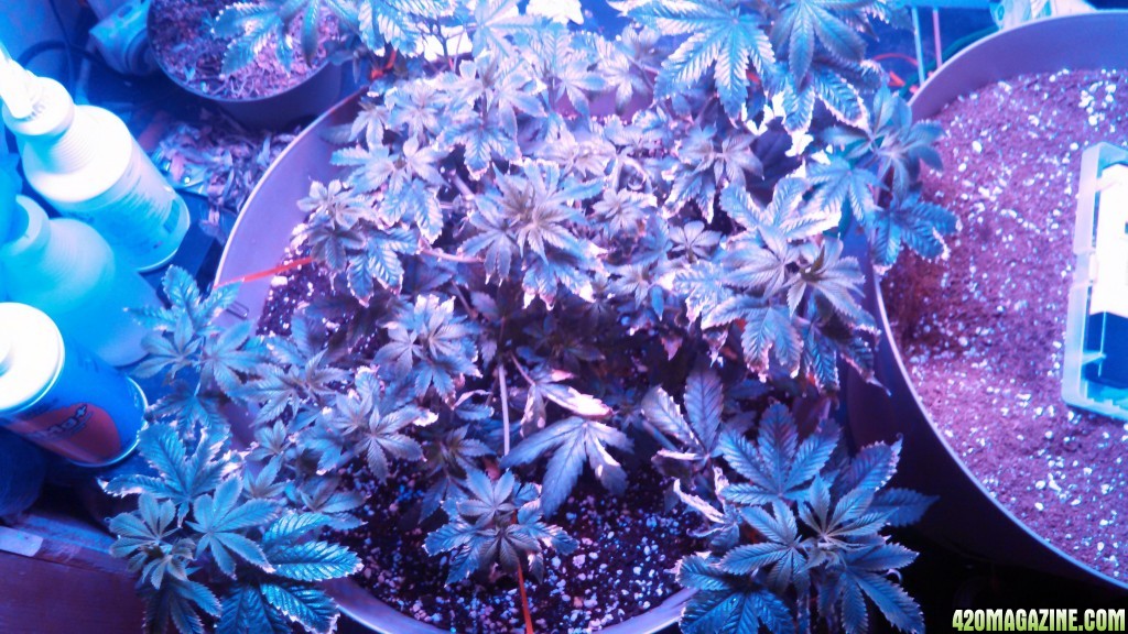 Antics Big Bang LED Grow