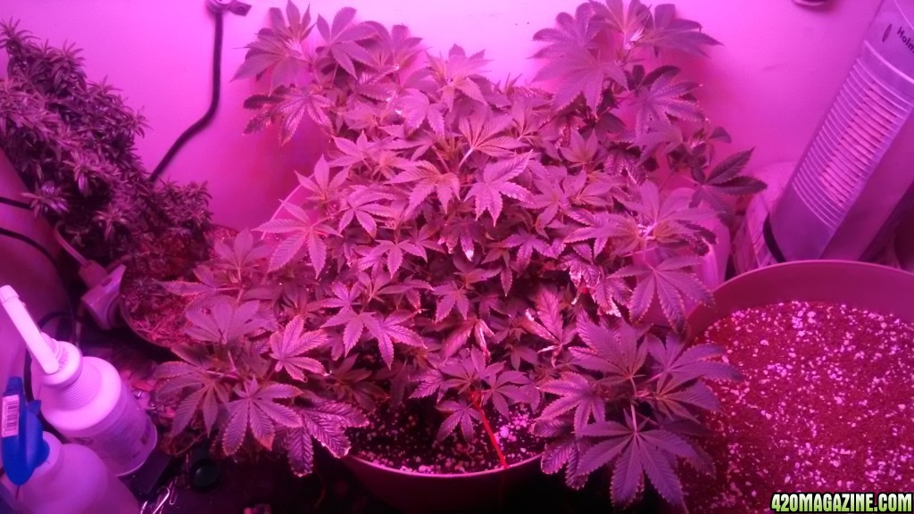 Antics Big Bang LED Grow