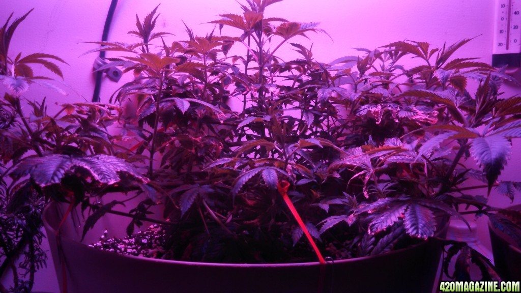 Antics Big Bang LED Grow