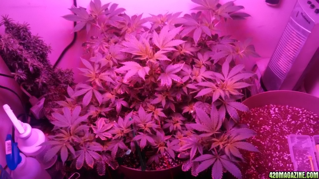 Antics Big Bang LED Grow