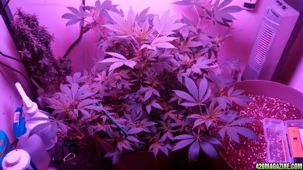 Antics Big Bang LED Grow