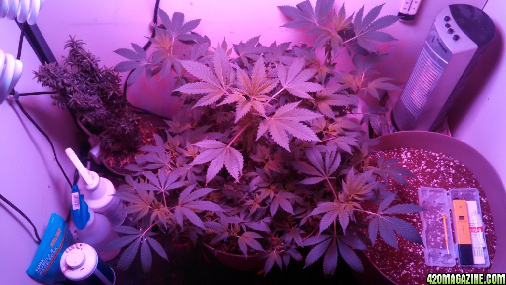 Antics Big Bang LED Grow