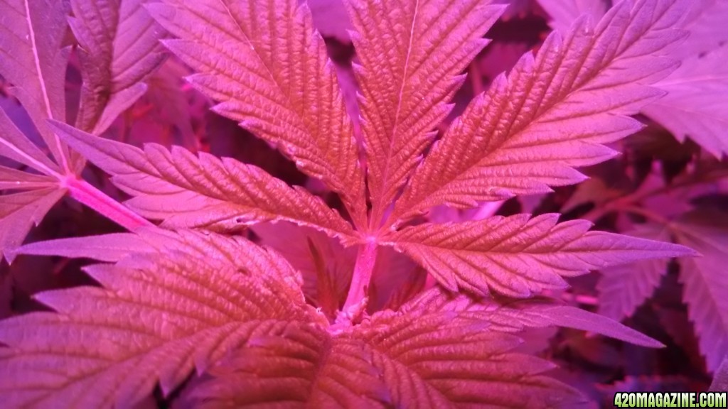 Antics Big Bang LED Grow