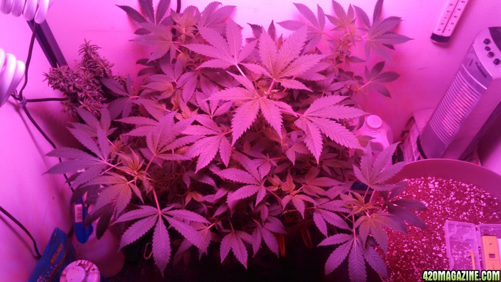 Antics Big Bang LED Grow