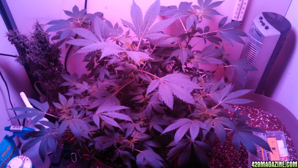 Antics Big Bang LED Grow