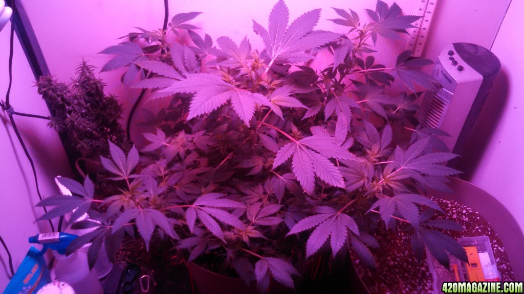 Antics Big Bang LED Grow