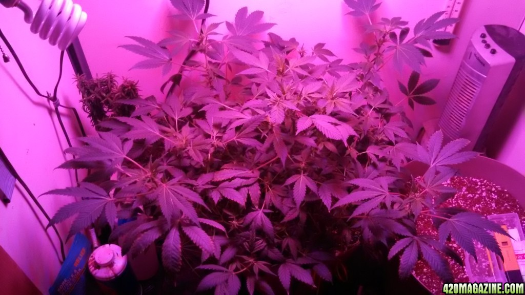 Antics Big Bang LED Grow