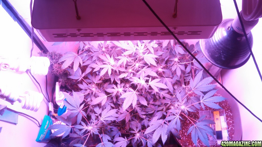 Antics Big Bang LED Grow