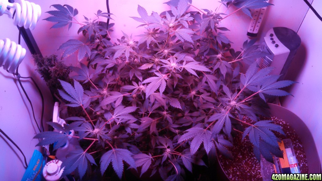 Antics Big Bang LED Grow